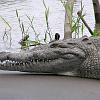 Krokodil 3